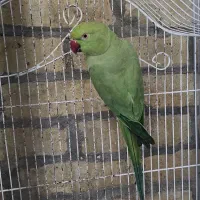 ملنگو ماده مست مست