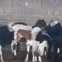 گله بز نجدی افغانی ومحلی ۴۰ راس نزدیکزا همه روهم|حیوانات مزرعه|بندر ماهشهر, |دیوار