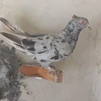 شامی موشی ماده