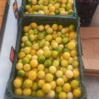 آبلیمو وآبغوره گیری مهدی|خوردنی و آشامیدنی|مشهد, هنرستان|دیوار