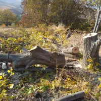 خریدار چوب.  درخت