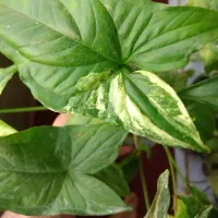 فروش ویژه گل های سینگونیوم|گل و گیاه طبیعی|بجنورد, |دیوار