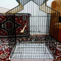 2 عدد قفس نو نو عروسک زیبا