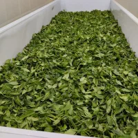 چای بهاره لاهیجان
