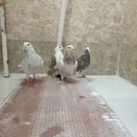 تله کبوتر پرشی درپرنده