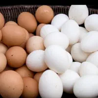 تخم نطفه دار محلی