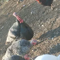 انواع خرگوش و بوقلمون|حیوانات مزرعه|گنبد کاووس, |دیوار