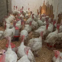 بوقلمون
