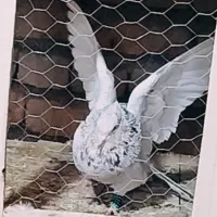 کبوتر سینه سار کلاغ کربلایی دمسفید طوقی رنگه چپ