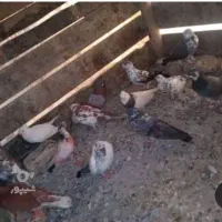 کفتر کشتنی