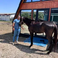 اجرای کلبه چوبی سویسی|خدمات پیشه و مهارت|گرگان, |دیوار