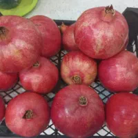 انار عمده رباب صادراتی با کیفیت بسیار بالا|عمده‌فروشی|تهران, تهرانپارس جنوبی|دیوار