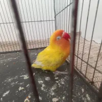 رام خوشگل عاشق نوازش|پرنده|سبزوار, امیر کبیر|دیوار