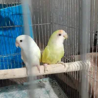 طوطی برزیلی|پرنده|مشکین‌دشت, |دیوار