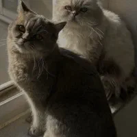 واگذاری گربه|گربه|نیشابور, شهرک فرهنگیان|دیوار