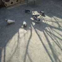 کبوتر پلاکی