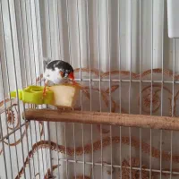 یک جفت فنچ|پرنده|شاهین‌شهر, الهیه|دیوار