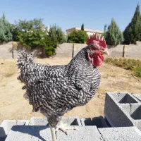 مرغ و خروس زینتی نژاد آمروک