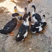 اردک نر و ماده