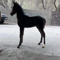 اسب|اسب و تجهیزات اسب‌سواری|دماوند, دماوند|دیوار