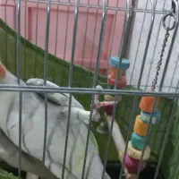 عروس هلندی نر با قفس