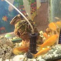 آکواریم با تمام لوازم|ماهی|اهواز, منبع اب|دیوار