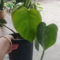 گل آپارتمانی|گل و گیاه طبیعی|رشت, یخسازی|دیوار