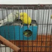 مرغ عشق نروماده ونر تک انگلیسی