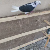 کفتر گرفتنی|پرنده|تهران, بریانک|دیوار