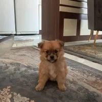 سگ پامر|سگ|پردیس, فاز ۱۱|دیوار