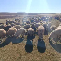 قیمت توافقی