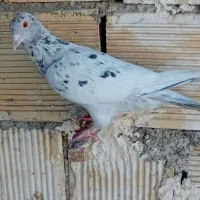 کبوتر سرور|پرنده|لنجان, |دیوار