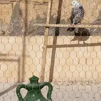 کبوتر|پرنده|قم, امامزاده ابراهیم|دیوار
