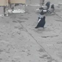 فروشی|پرنده|بروجن, |دیوار