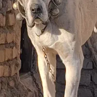 توله 10ماهه خراسانی|سگ|خلیل آباد, |دیوار