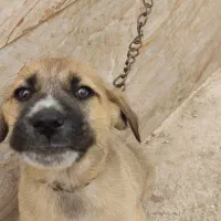 سگ پیت بول سه ماه خوشگل|سگ|صومعهسرا, |دیوار