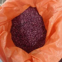 لوبیا قرمز تازه