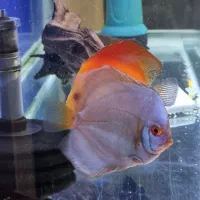 دیسکس|ماهی|باسمنج, |دیوار