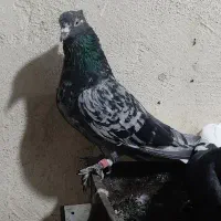 نر هفت رنگ یا سور دم سفید نیم شعمک