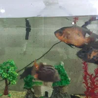 اکواریوم|ماهی|ایلام, |دیوار