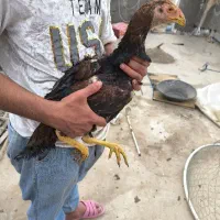 چند عدد جوجه از نصل خارجی و افغان  فروش