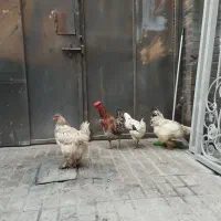 مرغ و خروس گلین برهما