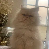 سرپرستی گربه به عهده میگیرم