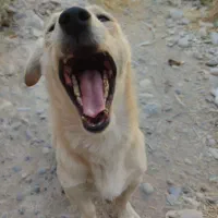 سگ پاکوتاه شکاری