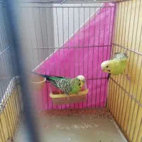 مرغ عشق