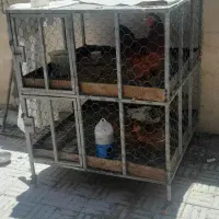 فروش ۲ قفس دوطبقه وسه طبقه ۷تومن  وتکی ۴تومن و۵توم|لوازم جانبی حیوانات|بروجن, |دیوار