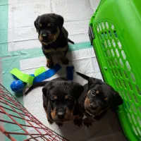 واگذاری توله روتوایلر|سگ|طرقبه, |دیوار