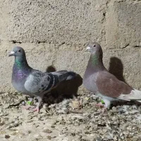 کبوتر مسافتی|پرنده|سیب و سوران, |دیوار