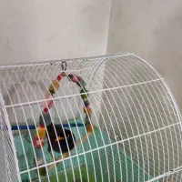 مرغ مینا|پرنده|فردیس, نگارستان|دیوار