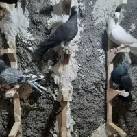 ۴تا پلاکی زرنگ|پرنده|شیراز, شهرک استقلال|دیوار